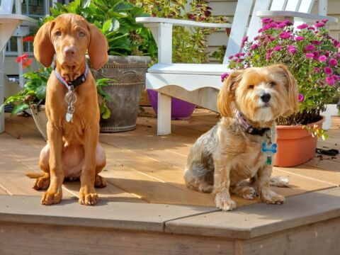 Two puppies sitting on pet friendly composite decking.