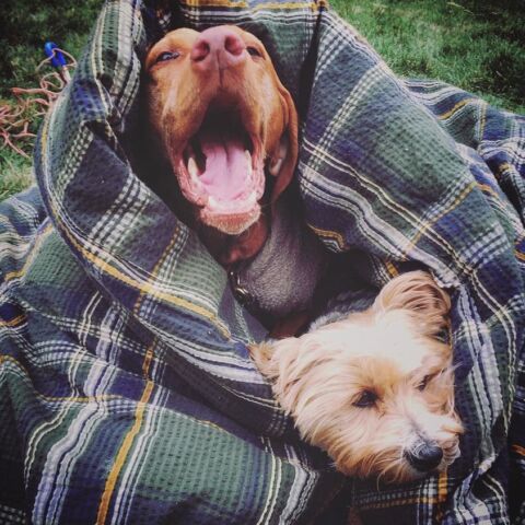 Two dogs in a blanket because they don't have furniture. 