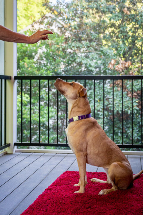 Cute dog is looking at a treat in a well-behaved sit. The dog is sitting in a screen porch with black railing. 