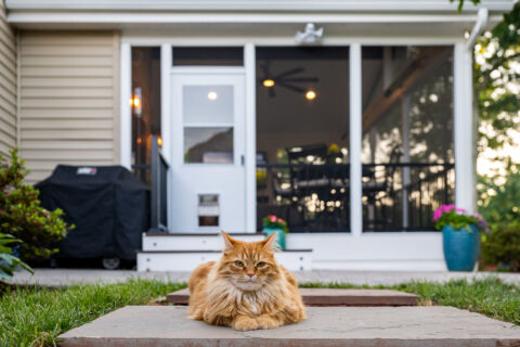 Orange fluffy cat with green eyes sitting in front of a screen porch that has a pet door. 